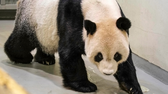 Tuan Tuan: Panda Tuan Tuan walks in its enclosure at the Taipei Zoo in Taipei.(AP File)
