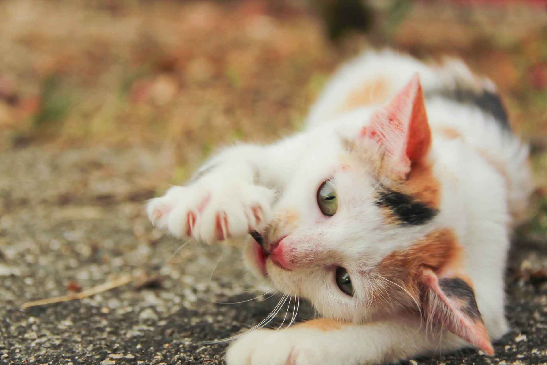 The cat, Freida, was five years old. (pixabay) The cat, Freida, was five years old. (pixabay)