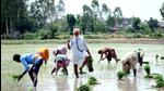 Farmers sow paddy in Mandaur on Nabha road in Patiala. (HT Photo) Farmers sow paddy in Mandaur on Nabha road in Patiala. (HT Photo)