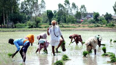 Farmers sow paddy in Mandaur on Nabha road in Patiala. (HT Photo) Farmers sow paddy in Mandaur on Nabha road in Patiala. (HT Photo)