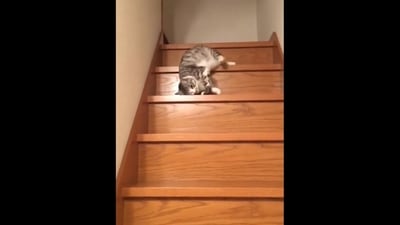 Cat sliding down the stairs. (Twitter/@buitengebieden) Cat sliding down the stairs. (Twitter/@buitengebieden)