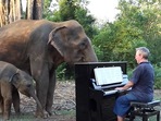 The image shows the mama elephant and her baby listening to a man’s piano performance.