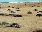 Gahirmatha in Kendrapara district, 150 km from the state capital Bhubaneswar, is the world’s largest rookery for Olive Ridley sea turtles. (File PTI Photo)(HT_PRINT)