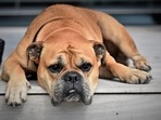 A sudden change in activity levels is a very common sign that something may be wrong with your furry friend.(Pixabay) A sudden change in activity levels is a very common sign that something may be wrong with your furry friend.(Pixabay)