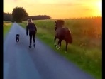 Woman skating with her pet dog and horse. 