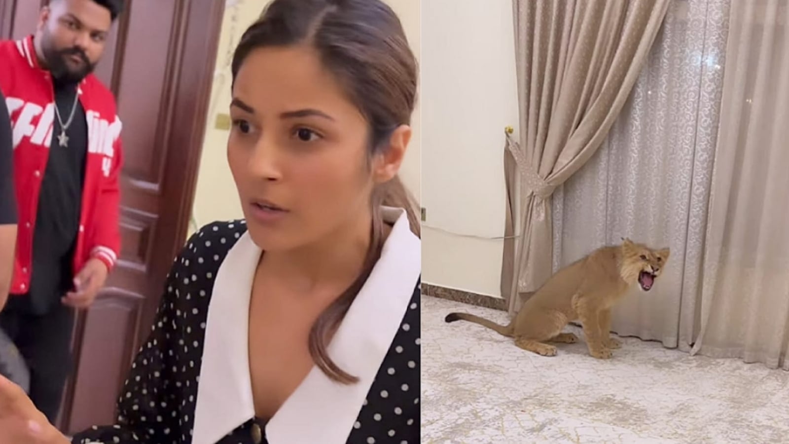 Shehnaaz Gill gets scared seeing lion in a room, screams ‘Waheguru, Waheguru’