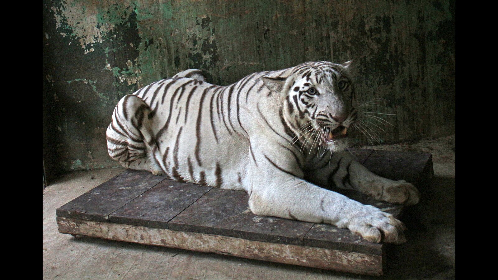Katraj Zoo gears up to keep inmates warm this winter - Hindustan Times Katraj Zoo gears up to keep inmates warm this winter - Hindustan Times