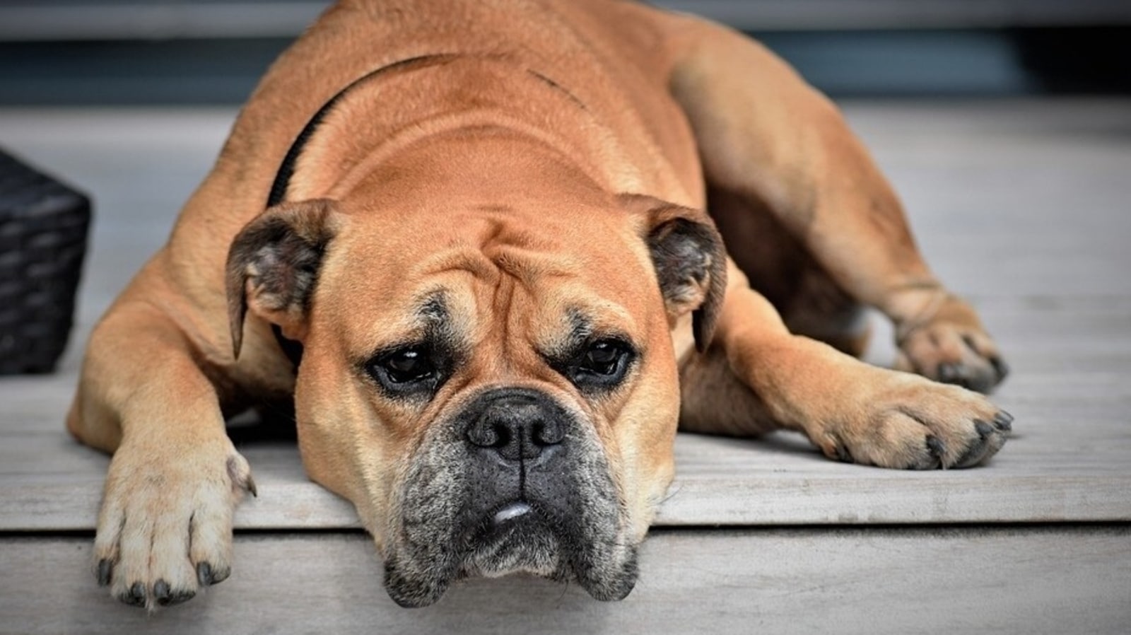 Bored Dogs: Signs Your Dog Is Bored and How to Help