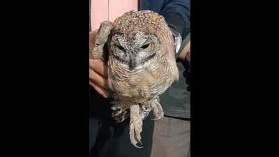 The forest department was told of the injured bird by city police. (HT Photo)