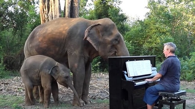 The image shows the mama elephant and her baby listening to a man’s piano performance. (YouTube/@Paul Barton)