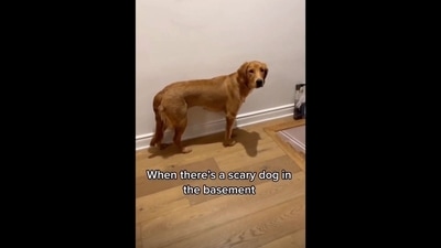The image, taken from the Instagram video, shows the reaction of one of the Golden Retrievers to seeing another ‘dog’ in the basement. (Instagram/@agoldennamedeverest) The image, taken from the Instagram video, shows the reaction of one of the Golden Retrievers to seeing another ‘dog’ in the basement. (Instagram/@agoldennamedeverest)