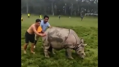 Rhino is eating grass as men push it off the football field. (Twitter/@susantananda3)