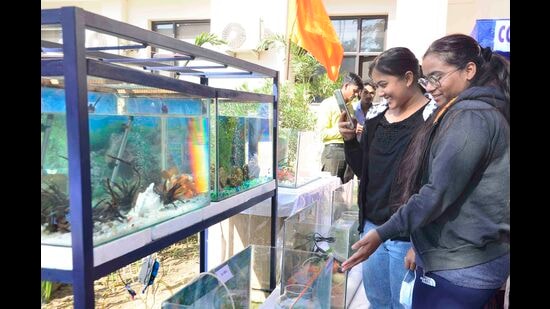 Students having a good time at the ornamental fish festival organised by GADVASU (HT Photo)