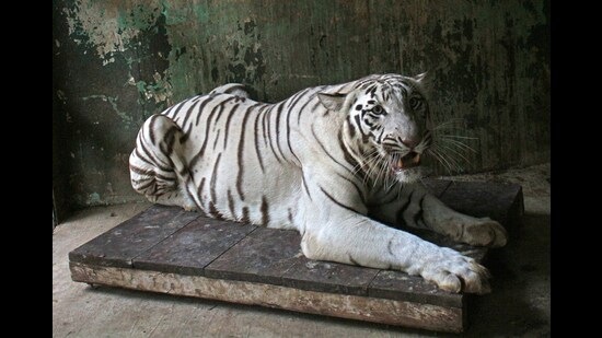Laxmi, a tigress at Katraj Zoo, sits on a wooden plank, placed to keep her warm. (Ravindra Joshi/HT PHOTO)