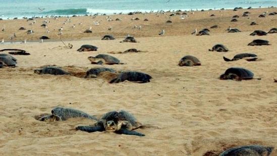 Gahirmatha in Kendrapara district, 150 km from the state capital Bhubaneswar, is the world’s largest rookery for Olive Ridley sea turtles. (File PTI Photo)(HT_PRINT)