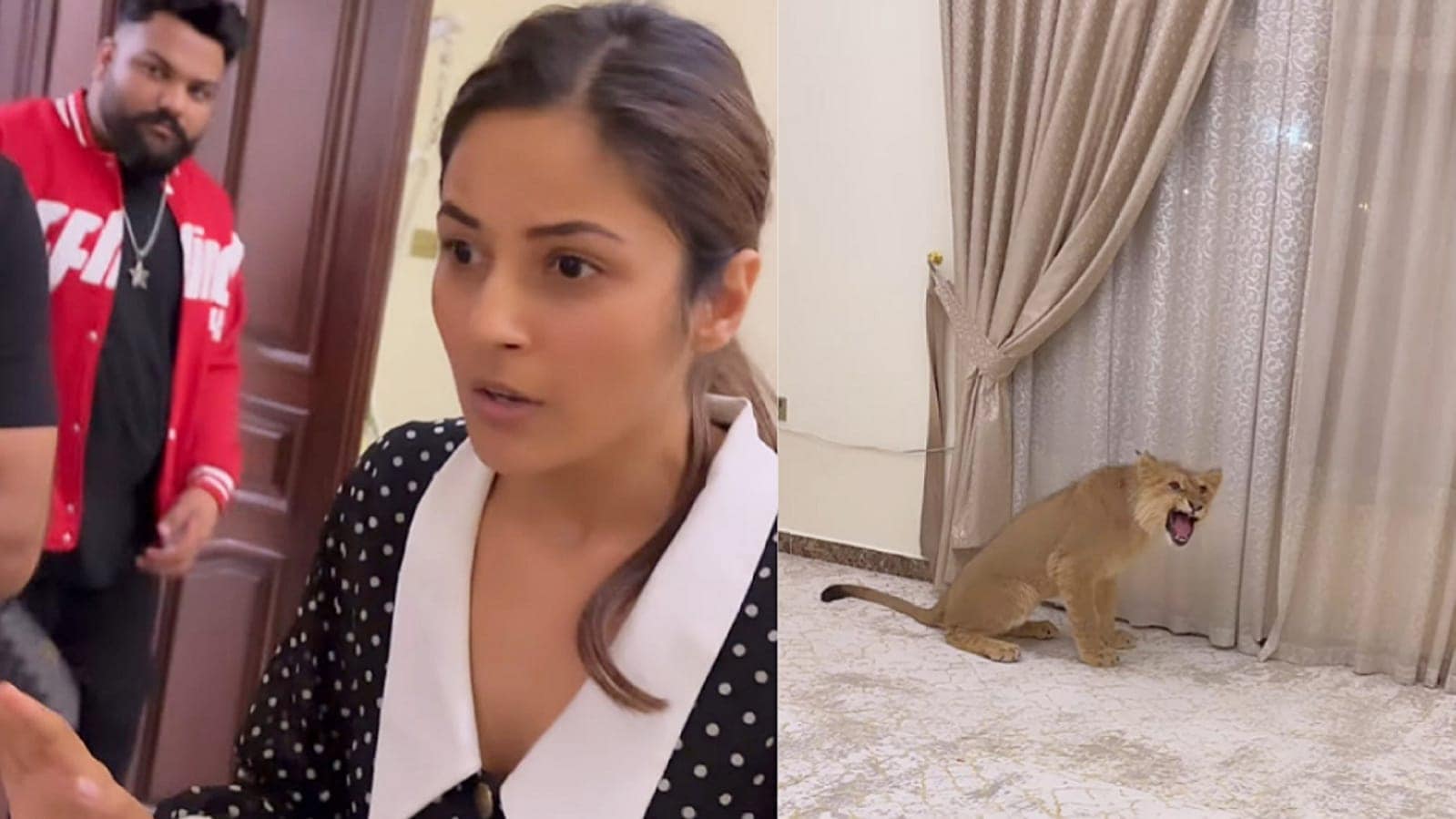 Shehnaaz Gill got scared as she met a lion cub in Dubai. Shehnaaz Gill got scared as she met a lion cub in Dubai.