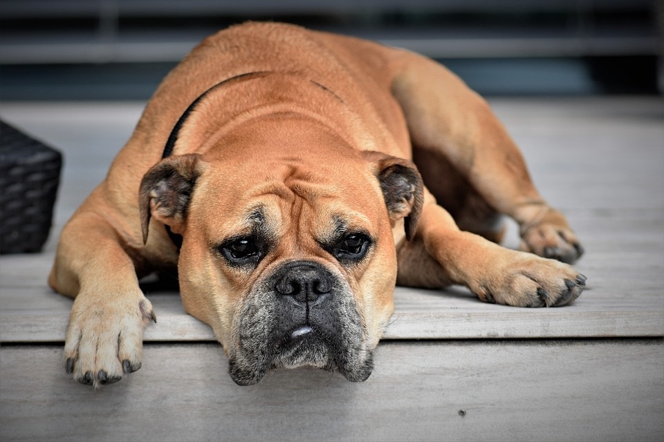 A sudden change in activity levels is a very common sign that something may be wrong with your furry friend. (Pixabay) A sudden change in activity levels is a very common sign that something may be wrong with your furry friend. (Pixabay)