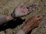 A farmer holds hybrid red chili pepper seeds on his palm as he plants saplings, in Kunri, on March 18. Pakistan is ranked fourth in the world for chili production, with 150,000 acres (60,700 hectares) of farms producing 143,000 tonnes annually, Reuters reported. (Akhtar Soomro / REUTERS)