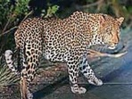 Leopard pugmarks have been found in some parts of the locality, a residents' welfare forum representative said. (HT file photo for representational purpose) Leopard pugmarks have been found in some parts of the locality, a residents' welfare forum representative said. (HT file photo for representational purpose)