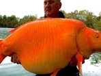 Man catches massive goldfish.(Facebook/@Bluewater Lakes) Man catches massive goldfish.(Facebook/@Bluewater Lakes)