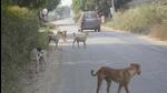 Ghaziabad, India - November 18, 2022: Stray dogs on Bayana Road, in Ghaziabad, India, on Friday, November 18, 2022. (Photo by Sakib Ali /Hindustan Times) Ghaziabad, India - November 18, 2022: Stray dogs on Bayana Road, in Ghaziabad, India, on Friday, November 18, 2022. (Photo by Sakib Ali /Hindustan Times)
