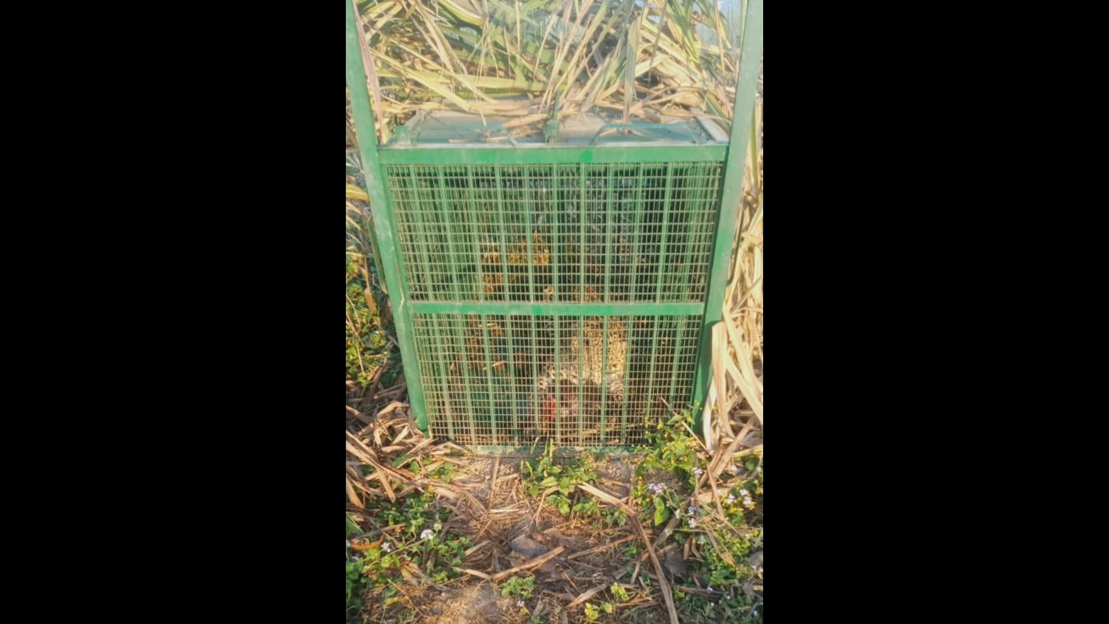 ‘Man-eater’ leopard trapped alive in Lakhimpur Kheri, to be sent to zoo