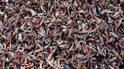Red chili peppers after being submerged in rain water during the monsoon floods in Kunri, on October 15. (Akhtar Soomro / REUTERS)