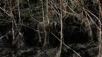 Damaged grass roots from being submerged in rainwater, in Kunri, on October 15. Destroying the cotton plants helped Faisal save just 30% of his chili crop, he told Reuters, but that was better than nothing. (Akhtar Soomro / REUTERS)