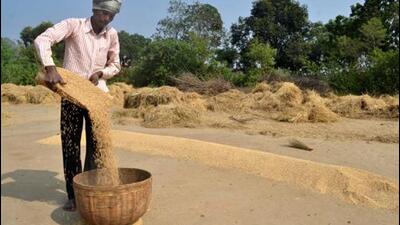 A farmer collects paddy after harvest in a village. (Bijay/ HT File Photo)