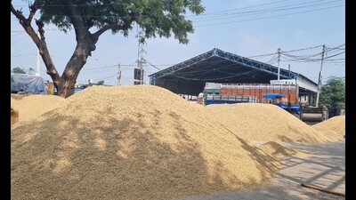 Basmati prices escalate in Haryana as market widens Basmati prices escalate in Haryana as market widens