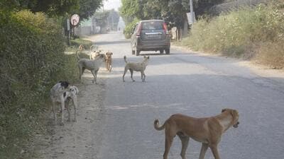 Ghaziabad, India - November 18, 2022: Stray dogs on Bayana Road, in Ghaziabad, India, on Friday, November 18, 2022. (Photo by Sakib Ali /Hindustan Times) Ghaziabad, India - November 18, 2022: Stray dogs on Bayana Road, in Ghaziabad, India, on Friday, November 18, 2022. (Photo by Sakib Ali /Hindustan Times)