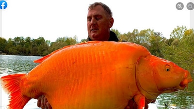 Man catches massive goldfish. (Facebook/@Bluewater Lakes) Man catches massive goldfish. (Facebook/@Bluewater Lakes)