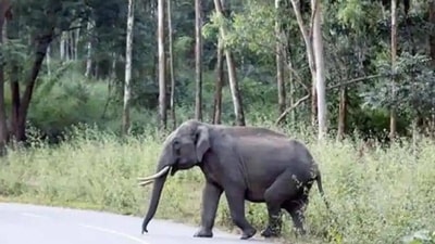 Wild elephant menace: Karnataka govt constitutes task force in 4 districts Wild elephant menace: Karnataka govt constitutes task force in 4 districts