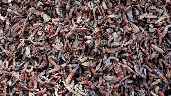 Red chili peppers after being submerged in rain water during the monsoon floods in Kunri, on October 15.(Akhtar Soomro / REUTERS)