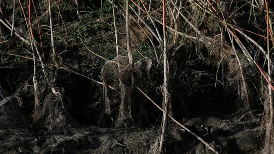 Damaged grass roots from being submerged in rainwater, in Kunri, on October 15. Destroying the cotton plants helped Faisal save just 30% of his chili crop, he told Reuters, but that was better than nothing.(Akhtar Soomro / REUTERS)