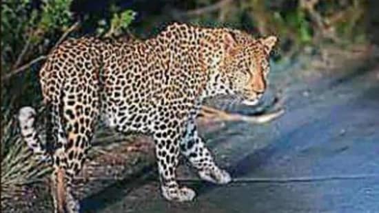 Leopard pugmarks have been found in some parts of the locality, a residents' welfare forum representative said. (HT file photo for representational purpose)