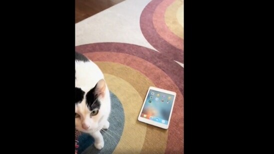 The cat is politely asking her human to turn on a game on iPad. (Tumblr)