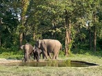 Elephants enjoy water in artificial waterhole.