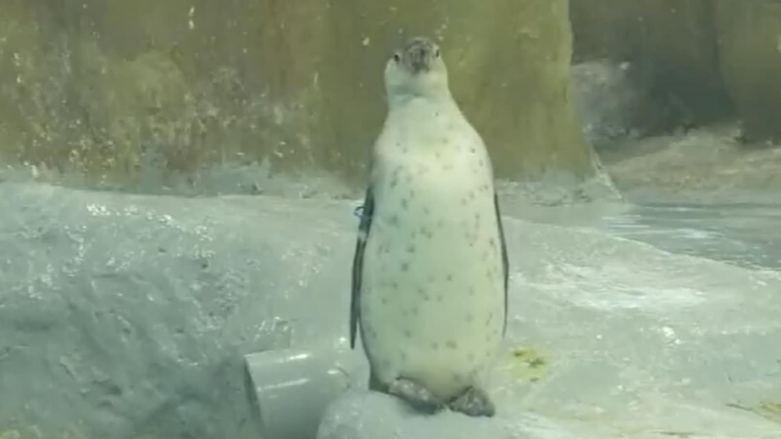 Video: Newborn penguin triplets now star attraction of Mumbai's Byculla zoo