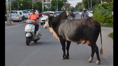 Kurukshetra superintendent of police (SP) Surinder Singh Bhoria said the cops sustained minor injuries and were discharged after first-aid. (HT File Photo/for representation)