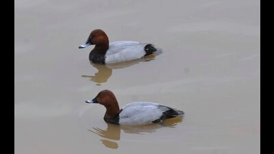 Birds spotted at Sukhna Lake in Chandigarh on Monday. (Keshav Singh/HT)