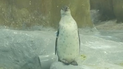 Videograb of the newborn penguin chicks at Byculla zoo, Mumbai. (ANI)