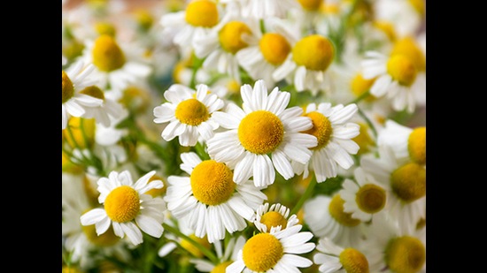 Chamomile flowers (HT Photo)