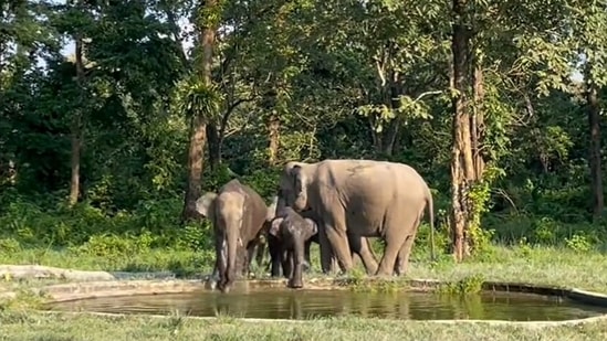 Elephants enjoy water in artificial waterhole.(Twitter/@Parveen Kaswan )
