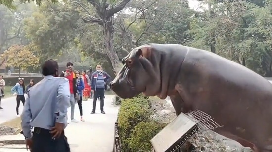 Security guard puts back hippo in its enclosure.(Twitter/@B__S)