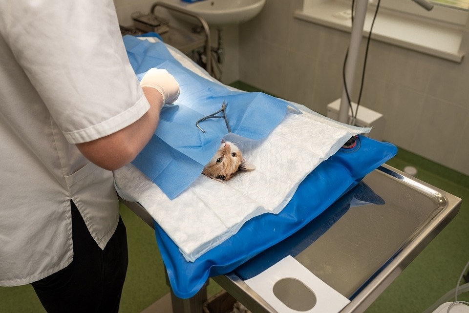 Sterilisation is safe and although it is a common surgery, one needs to follow post-surgical tips for better recovery. (Pixabay) Sterilisation is safe and although it is a common surgery, one needs to follow post-surgical tips for better recovery. (Pixabay)