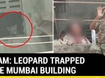 ON CAM: LEOPARD TRAPPED INSIDE MUMBAI BUILDING