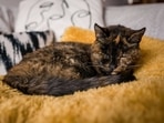 The feline is currently with its owner Vicki Green in the British town of Orpington.(source:Twitter/@GWR) The feline is currently with its owner Vicki Green in the British town of Orpington.(source:Twitter/@GWR)
