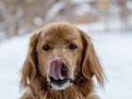 How to take care of your pet's nutrition needs in winter; Expert offers tips(Unsplash) How to take care of your pet's nutrition needs in winter; Expert offers tips(Unsplash)