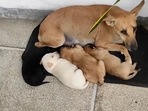 Mama dog resting inside a home with her babies during heavy rain. (Instagram/@pawsketeers) Mama dog resting inside a home with her babies during heavy rain. (Instagram/@pawsketeers)
